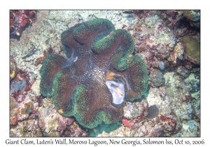 Giant Clam