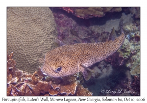 Porcupinefish