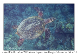 Hawksbill Turtle