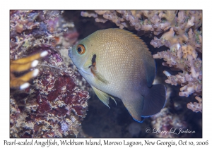 Pearl-scaled Angelfish