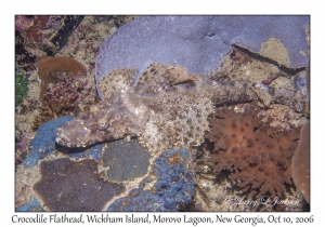 Crocodile Flathead