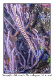 Trumpetfish