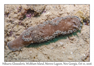 Hikueru Glossodoris