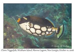 Clown Triggerfish