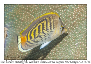 Spot-banded Butterflyfish