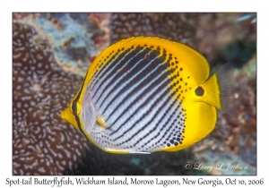 Spot-tail Butterflyfish