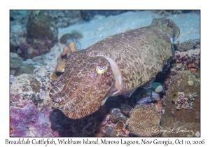 Broadclub Cuttlefish