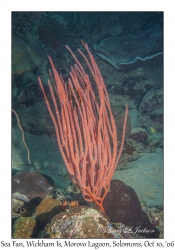 Sea Fan