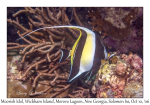 Moorish Idol