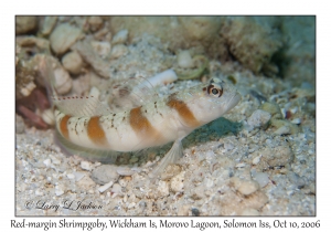 Red-margin Shrimpgoby