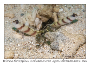 Unknown Shrimpgobies