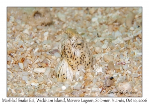 Marbled Snake Eel