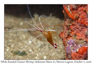 White-banded Cleaner Shrimp