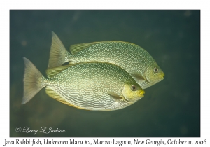 Java Rabbitfish