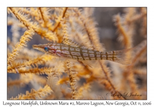 Longnose Hawkfish