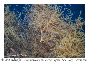 Slender Cardinalfish