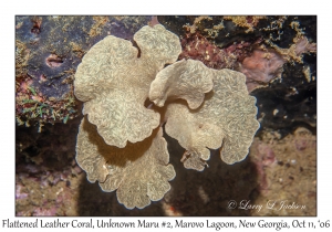 Flattened Leather Coral