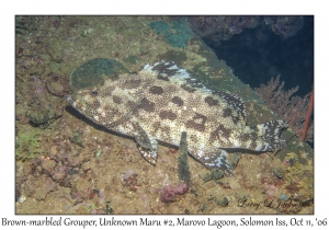 Brown-marbled Grouper