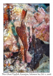 Thin Ghost Pipefish