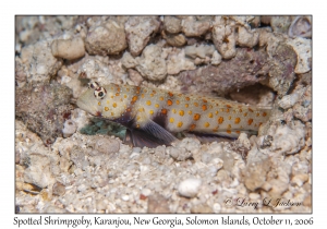 Spotted Shrimpgoby