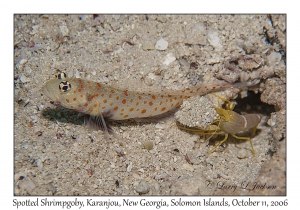 Spotted Shrimpgoby