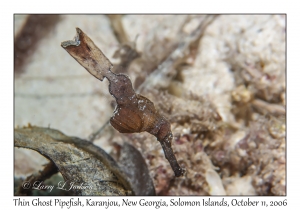 Thin Ghost Pipefish