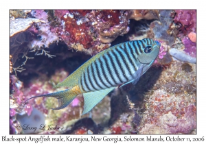 Black-spot Angelfish male