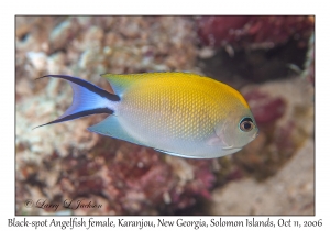 Black-spot Angelfish female