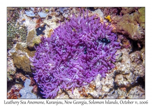 Leathery Sea Anemone