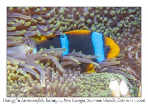 Orangefin Anemonefish