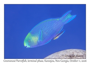 Greensnout Parrotfish