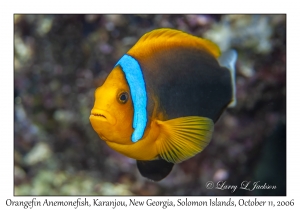 Orangefin Anemonefish