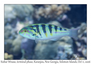 Sixbar Wrasse