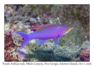 Purple Anthias male