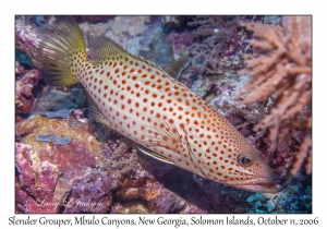 Slender Grouper