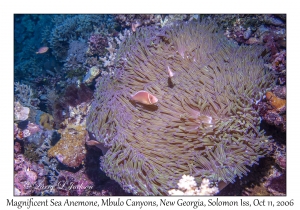 Magnificent Sea Anemone