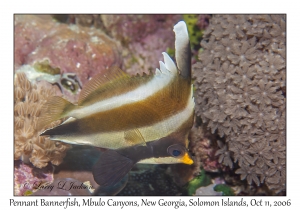 Pennant Bannerfish