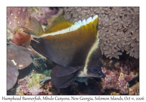 Humphead Bannerfish