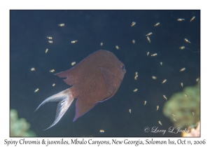 Spiny Chromis & juveniles