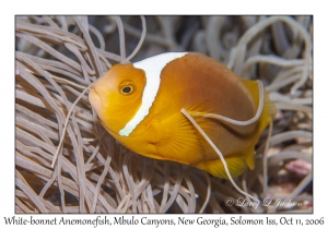 White-bonnet Anemonefish