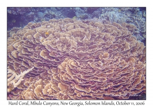 Hard Coral