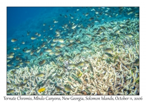 Ternate Chromis