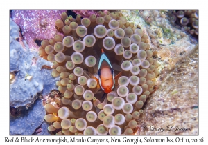 Red & Black Anemonefish