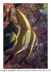 Longfin Spadefish