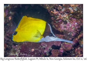 Big Longnose Butterflyfish