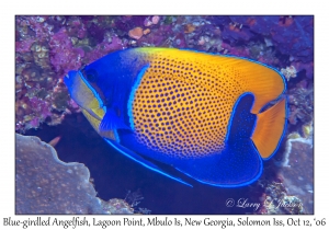 Blue-girdled Angelfish