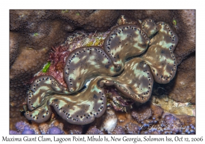 Maxima Giant Clam