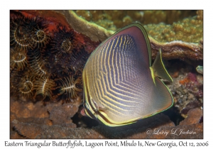 Eastern Triangular Butterflyfish