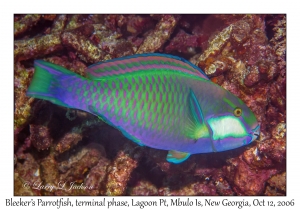 Bleeker's Parrotfish terminal phase