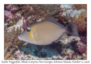 Scythe Triggerfish